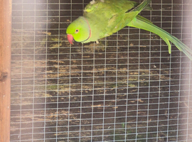 Breeding pair of ring necks