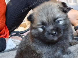 3 gorgeous pomeranian pups