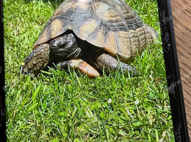 Wanted Adult Marginated Tortoise