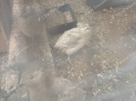 3 males 4 females