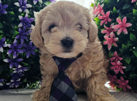 Maltipoo puppies for sale NEW PRICE !!!!!