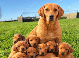 KC FOX RED LABRADOR PUPPIES