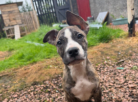Johnston American Bulldog Puppies