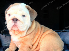 English bulldogs