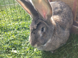 Continental giant rabbit 15 months old female