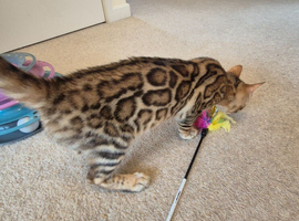 Stunning Pedigree Bengal Kittens