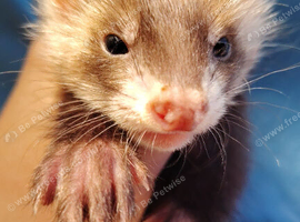 Full and half Angora ferret kits ready now