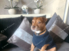4yr old Little Boy