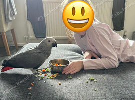 8 month old baby African grey