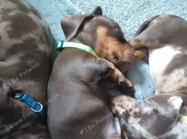 3 miniature dachshund puppies