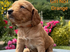 Cockapoo Puppies
