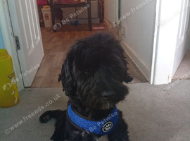 Yorkshire terrier cross miniature poodle boy