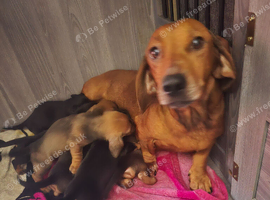 Dachshund puppies for sale