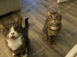 Rehoming 2 male cats