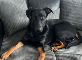 Dobermann puppy