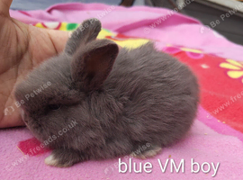 Baby mini lops
