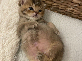 TICA reg Black Golden kittens