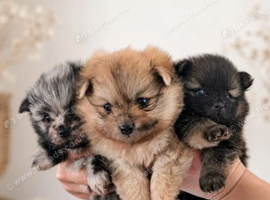 Beautiful Pom puppies