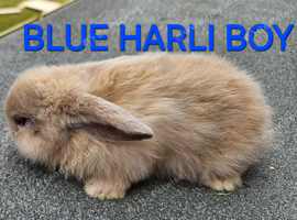 X2 boy baby mini lops (brothers)
