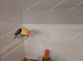 5 mutation Fischer's lovebirds