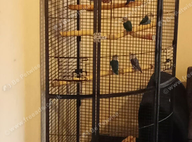 Love Birds Ready to Leave