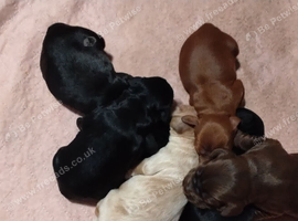 Beautiful Puppies For Sale!
