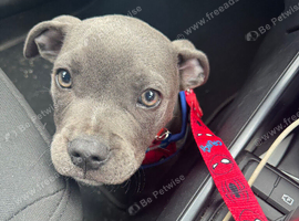 Staff puppy
