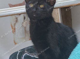 kitten for sale