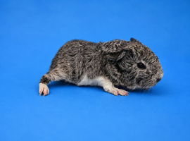 Lakeland Silver Agouti Boar