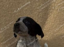 ** OUTSTANDING Jack russell terrier pups **