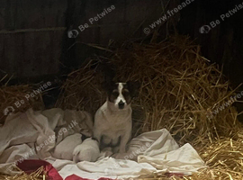 TWO BEAUTIFUL PUPPIES LOOKING FOR THEIR FOREVER HOMES