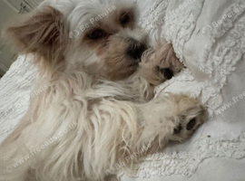 Male Pom x Maltese