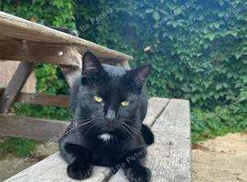 Looking for a new home - 2 year old cat