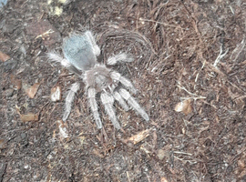 Tarantulas for sale