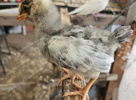 Hybrid cock chick