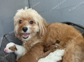 BEAUTIFUL F1 CAVAPOO PUPPIES