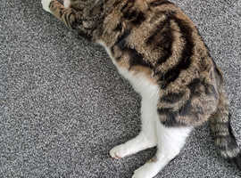 Tabby short-hair cat