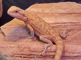 Red hypo trans male
