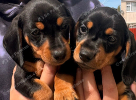 Reduced Last girl and boy mini dachshund