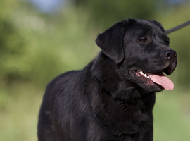 SHOW BLACK ENGLISH LABRADOR TOP QUALITY