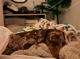 Cookie the loving 9 month old miniature dachshund