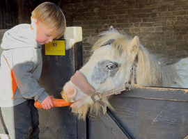Cute 2 year old mini cob