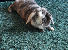 Rehome lop ear