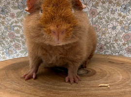Pure bred teddy pig