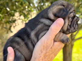Beautiful frenchie pups