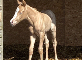 Palomino Roan Quarter Horse Filly