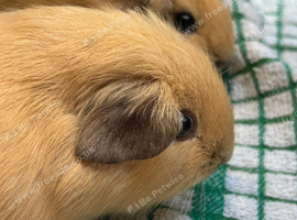 Californian self and crested guinea pigs male and female