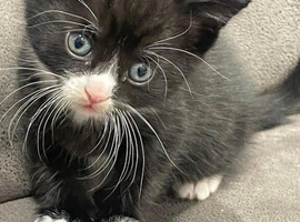 Male kitten for sale
