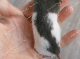 Dwarf rats