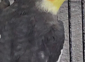 3 Cockatiels for Sale